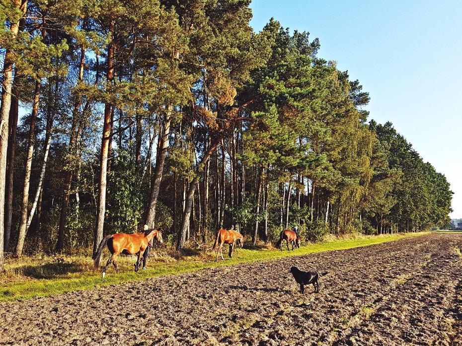 Agroturystyka Pod Modrzewiami Nowy Tomyśl Extérieur photo